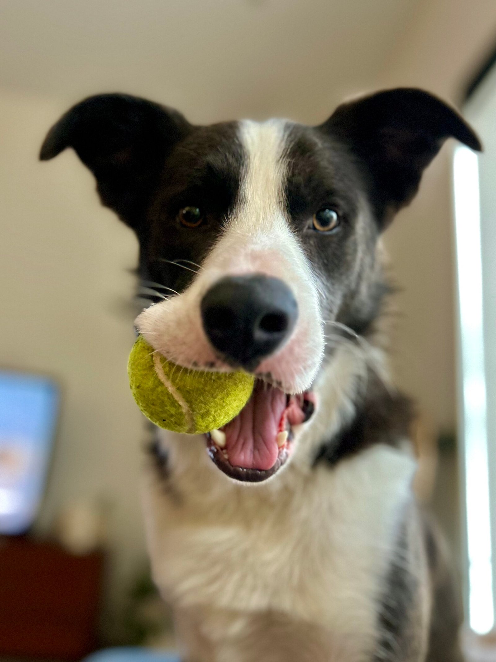 Epping, Sydney Window and Gutter Cleaning. Rocky Supervisor